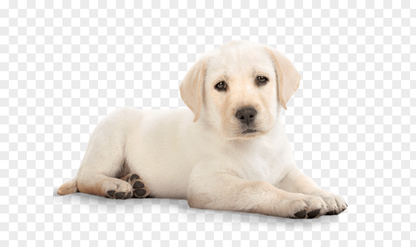 Puppy Labrador Retriever Golden Clip Art PNG