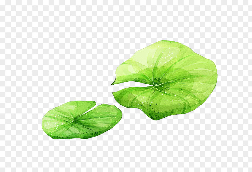 Aqua Cartoon Sacred Lotus Image Leaf Effect PNG