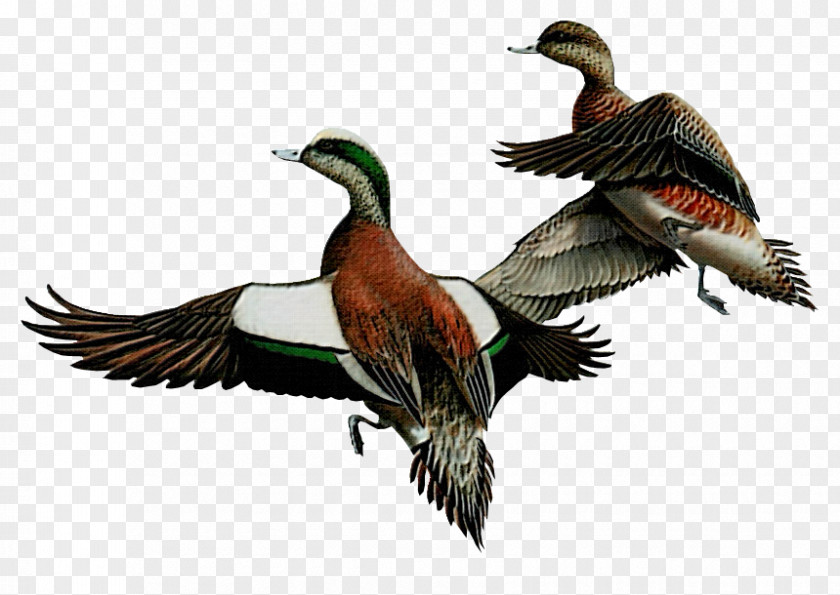Duck Goose Bird Painter Clip Art PNG