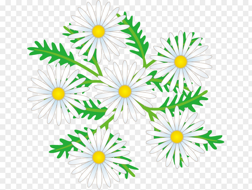 Flower Illust Common Daisy Oxeye Cut Flowers Floral Design Chrysanthemum PNG