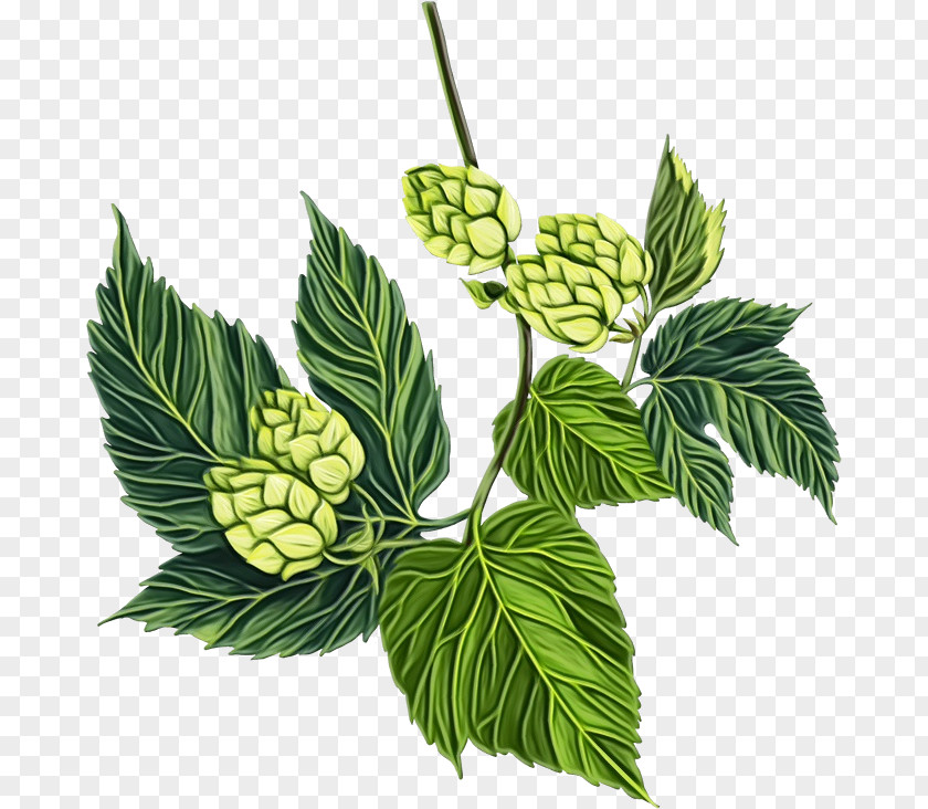 Herb Swamp Birch Leaf Humulus Lupulus Plant Flower Branch PNG