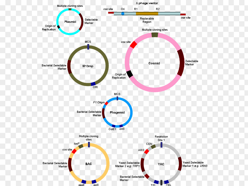 Kind Vector Cloning Molecular Genetics PNG