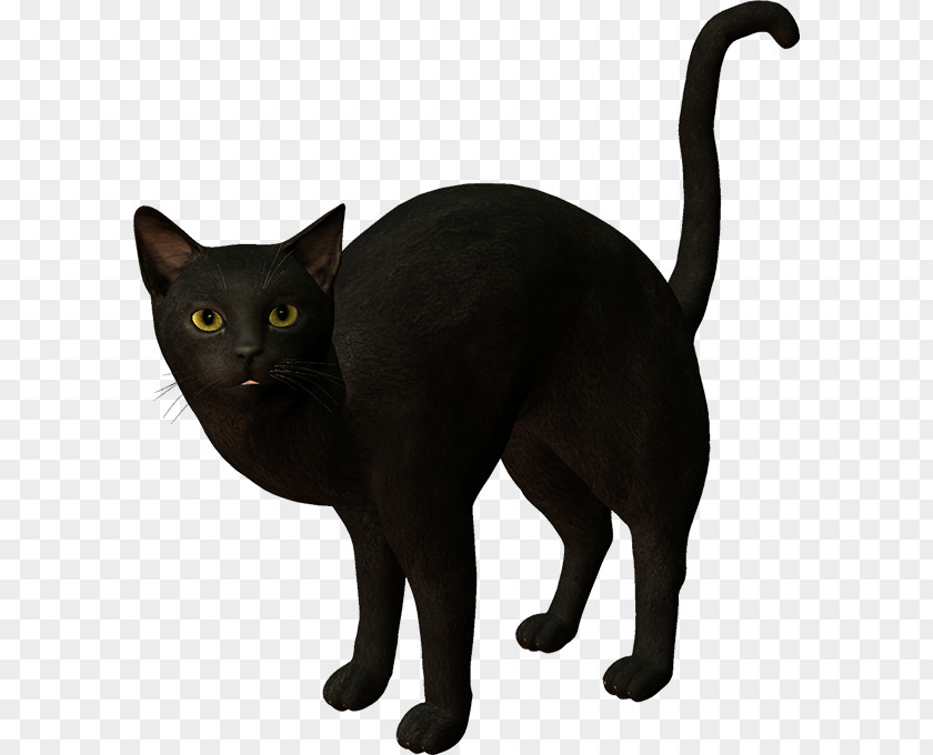 Kitten Black Cat Korat Clip Art PNG