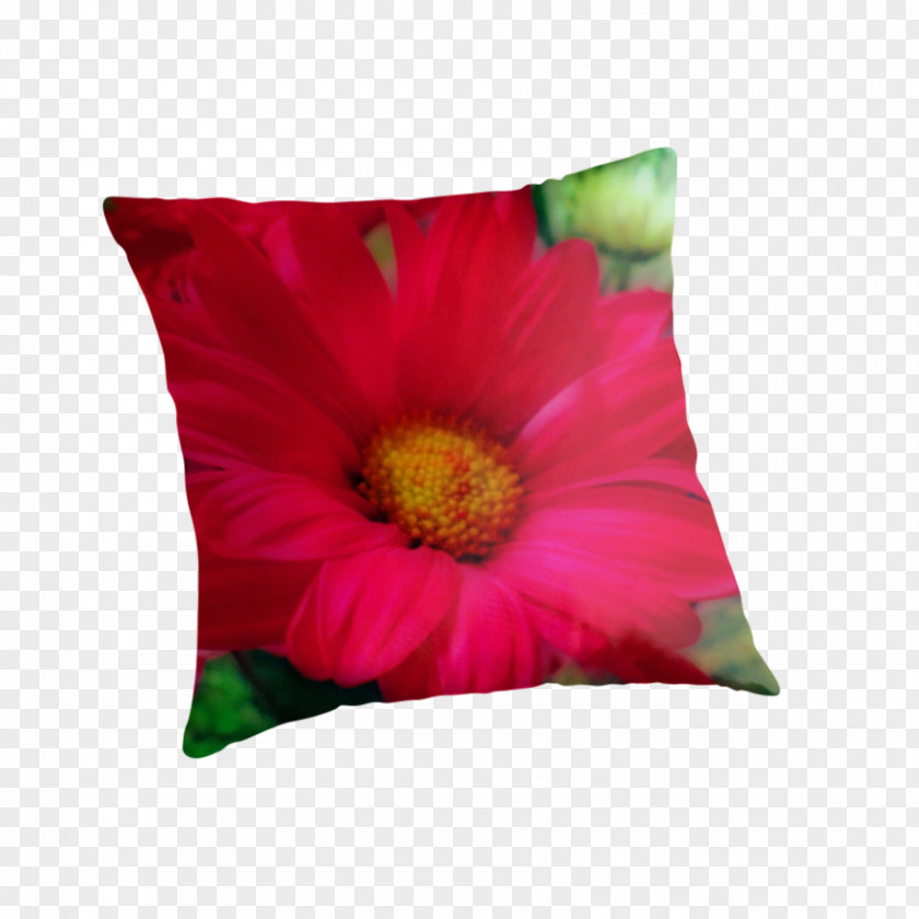 Pillow Transvaal Daisy Cushion Throw Pillows Magenta PNG