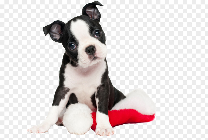 Puppy Boston Terrier American Pit Bull Jack Russell PNG