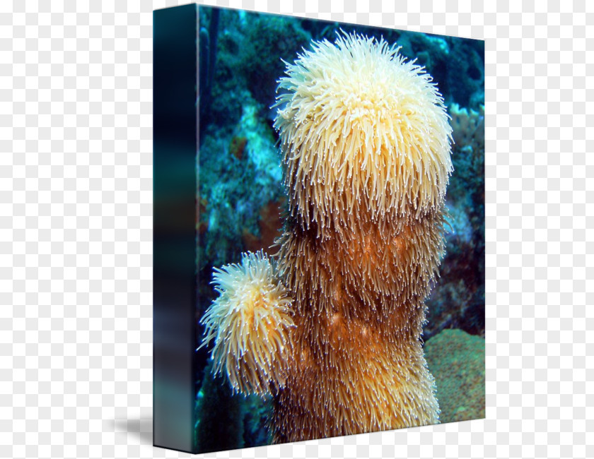 Sea Sponge Stock Photography PNG