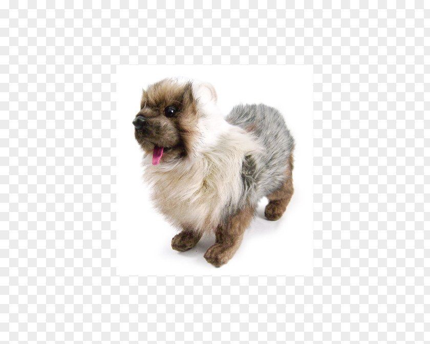 Siberian Crane Cairn Terrier Shih Tzu Pomeranian Puppy Dog Breed PNG