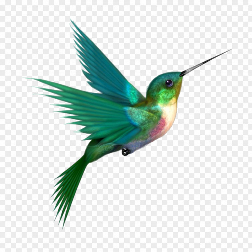 Bird Hummingbird Clip Art PNG