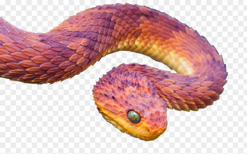 Snake Atheris Squamigera Hispida Chlorechis Reptile PNG