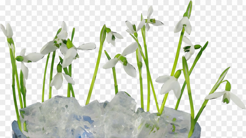 Snowdrop Flower Galanthus Plant Grass PNG