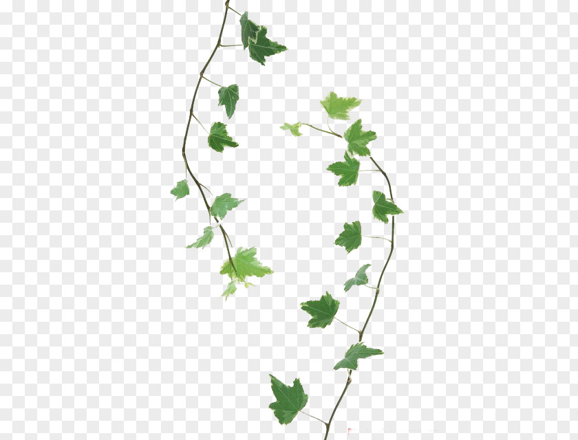 سكرابز رمضان Twig Leaf Branch Drawing PNG
