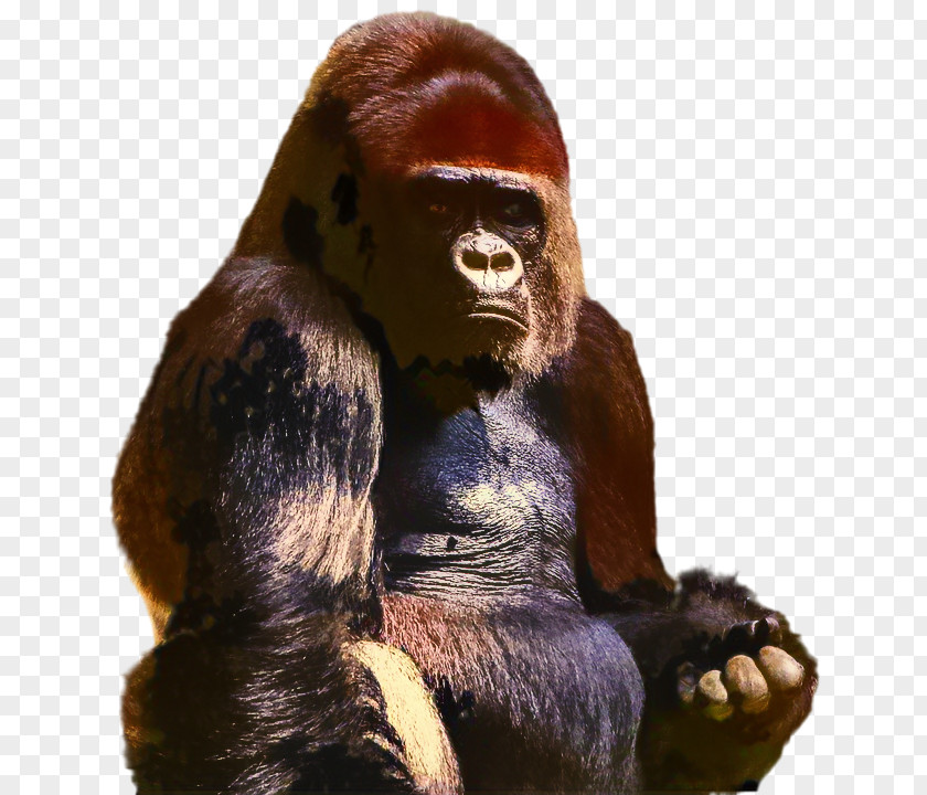 Western Gorilla Dualdgaming Reddit Video Orangutan PNG