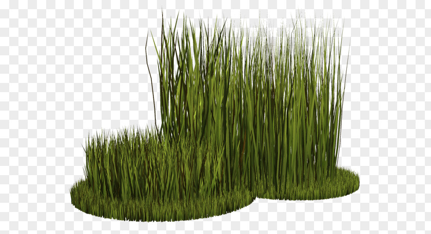 Wheatgrass Vetiver Herbaceous Plant Clip Art PNG
