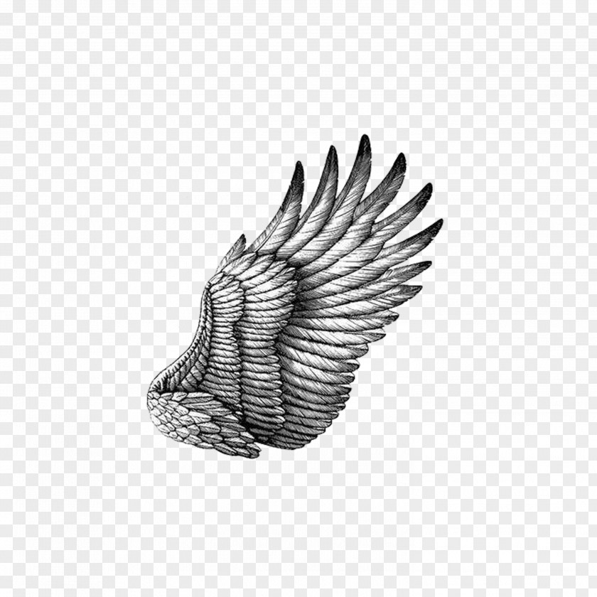 White Wings Black And Drawing Scratchboard Illustration PNG