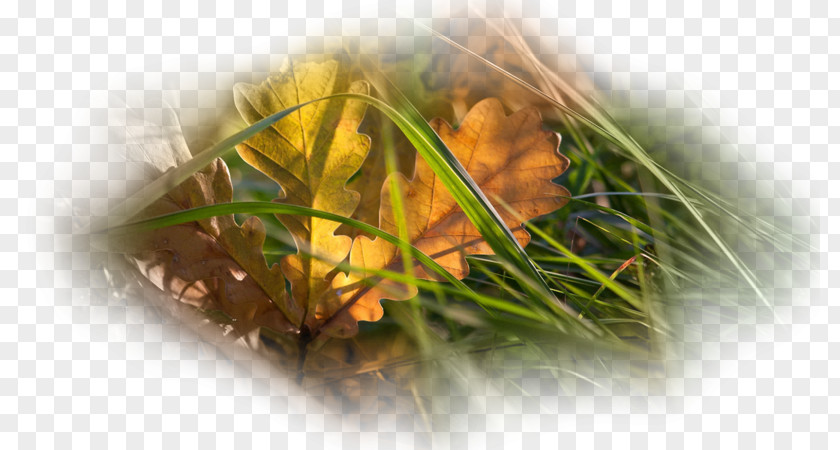 Autumn Desktop Wallpaper Metaphor Leaf Green PNG