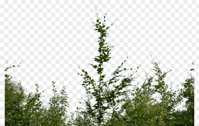 Bushes Shrub Clip Art PNG