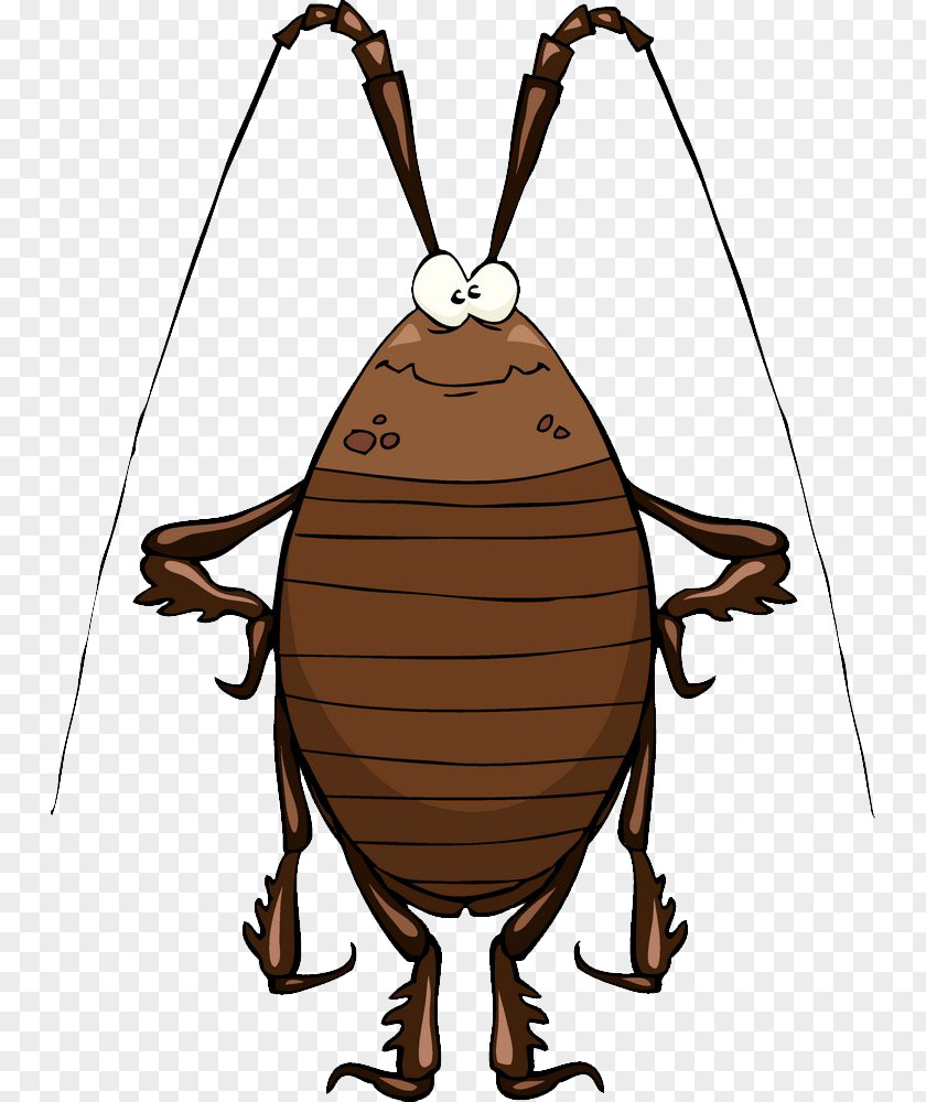 Cockroach Cartoon Stock Illustration Clip Art PNG