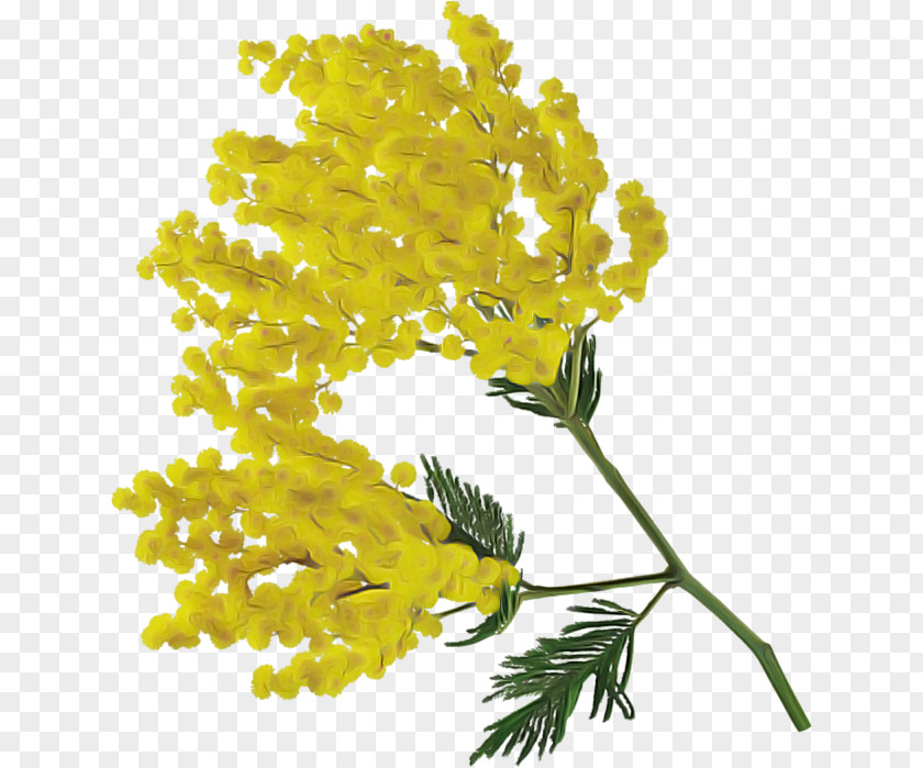 Cut Flowers Plant Stem Mimosa PNG