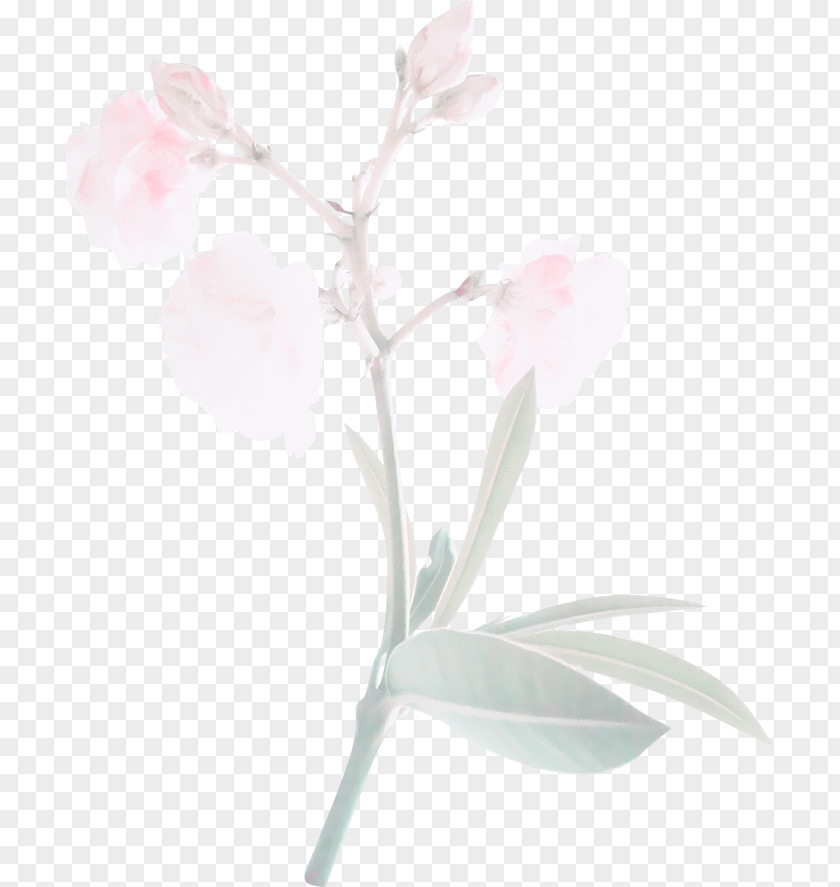 Free Image Pull Flowers Pink Ipomoea Nil Flower PNG