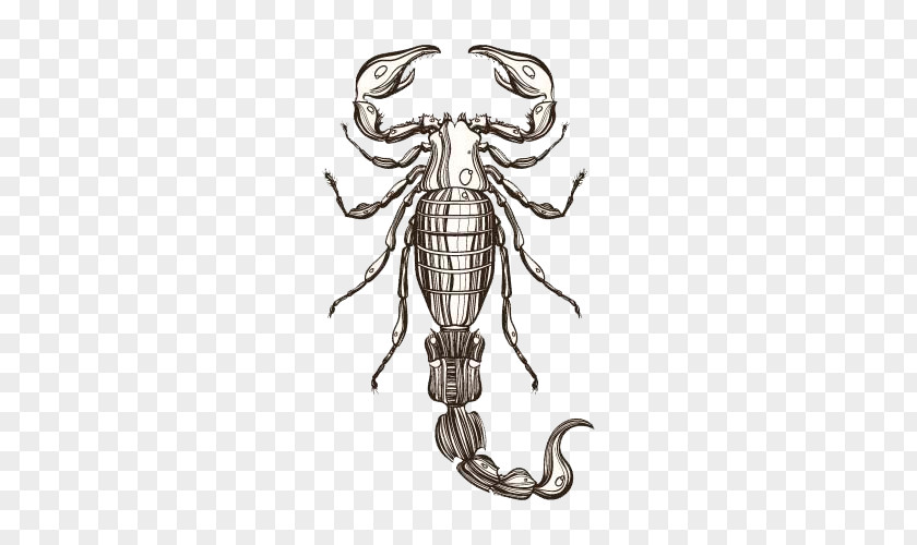 HD Free Textbooks Scorpion Buckle Clip Drawing Illustration PNG