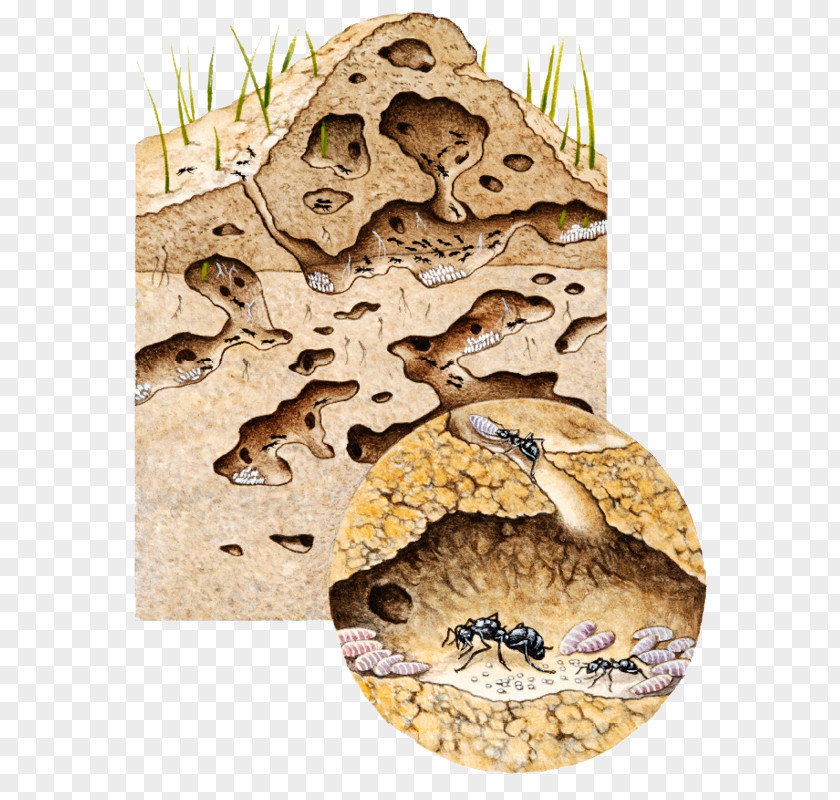 Nest Inside An Ant Colony Black Garden PNG
