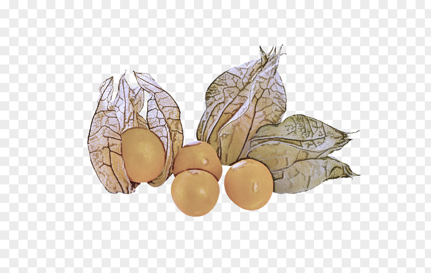 Perennial Plant Legume Peruvian Groundcherry Fruit Leaf Nut PNG