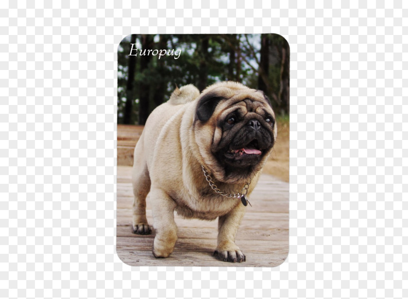 Puppy Pug Dog Breed Lion Toy PNG