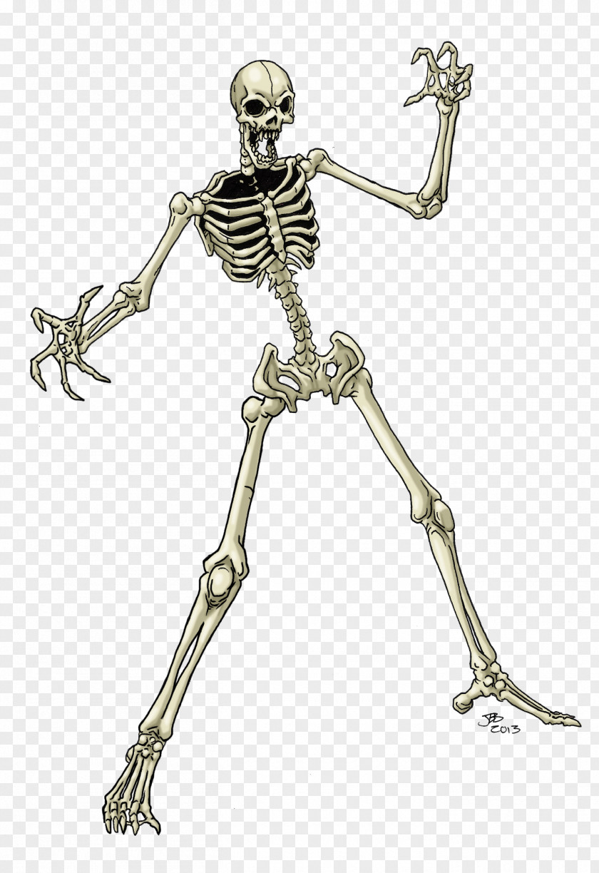 Skeleton Human Drawing Skull PNG