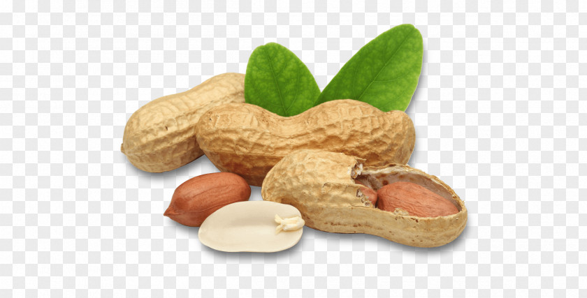 Superfood Fruit Peanut Nut Food Legume Plant PNG
