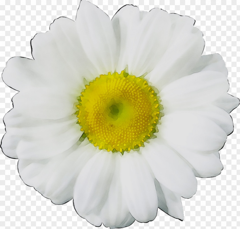 Common Daisy Flower Floral Design Image Chrysanthemum PNG