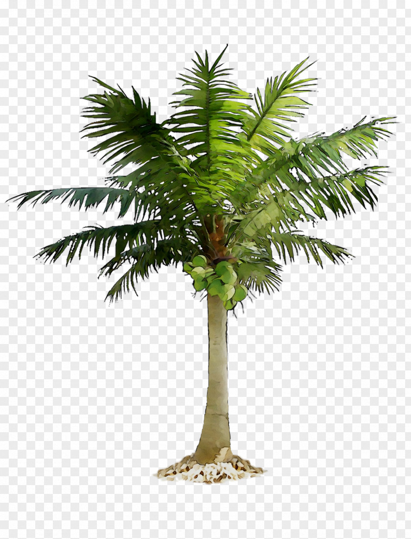 Date Palm Trees Image PNG