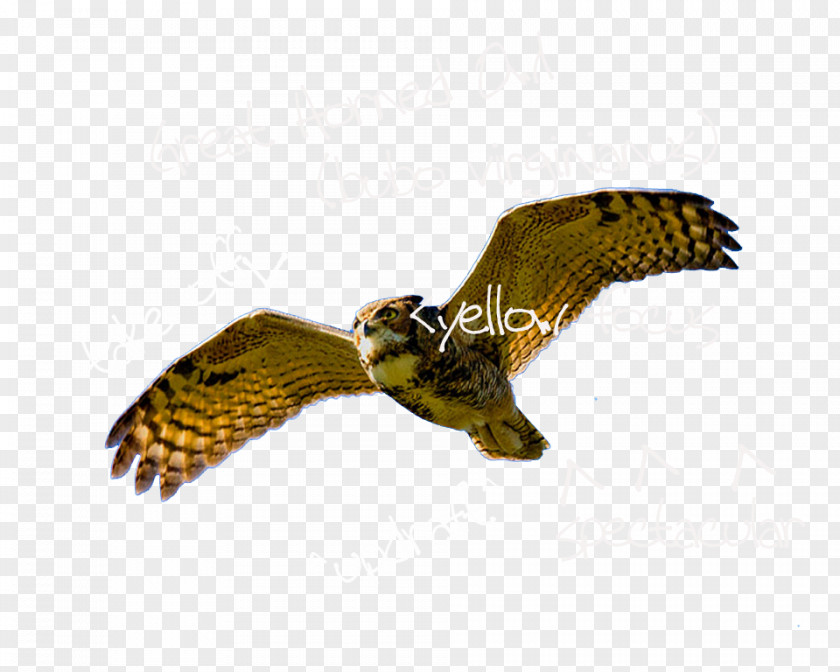 Great Horned Owl Eagle Hawk Falcon Maine Cafe PNG