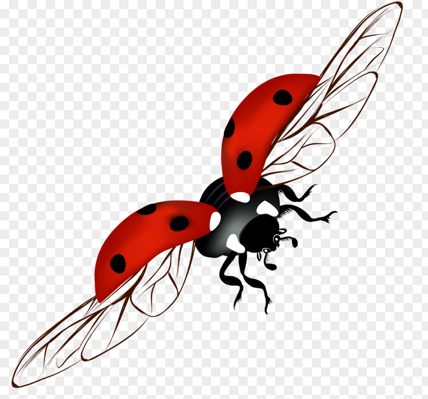 Ladybug Ladybird Clip Art PNG