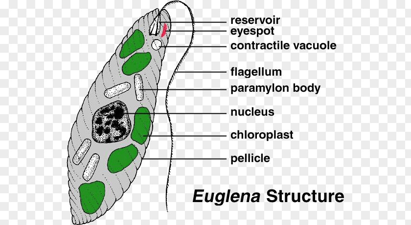 Plant Euglena Cell Protist Diatom Algae PNG
