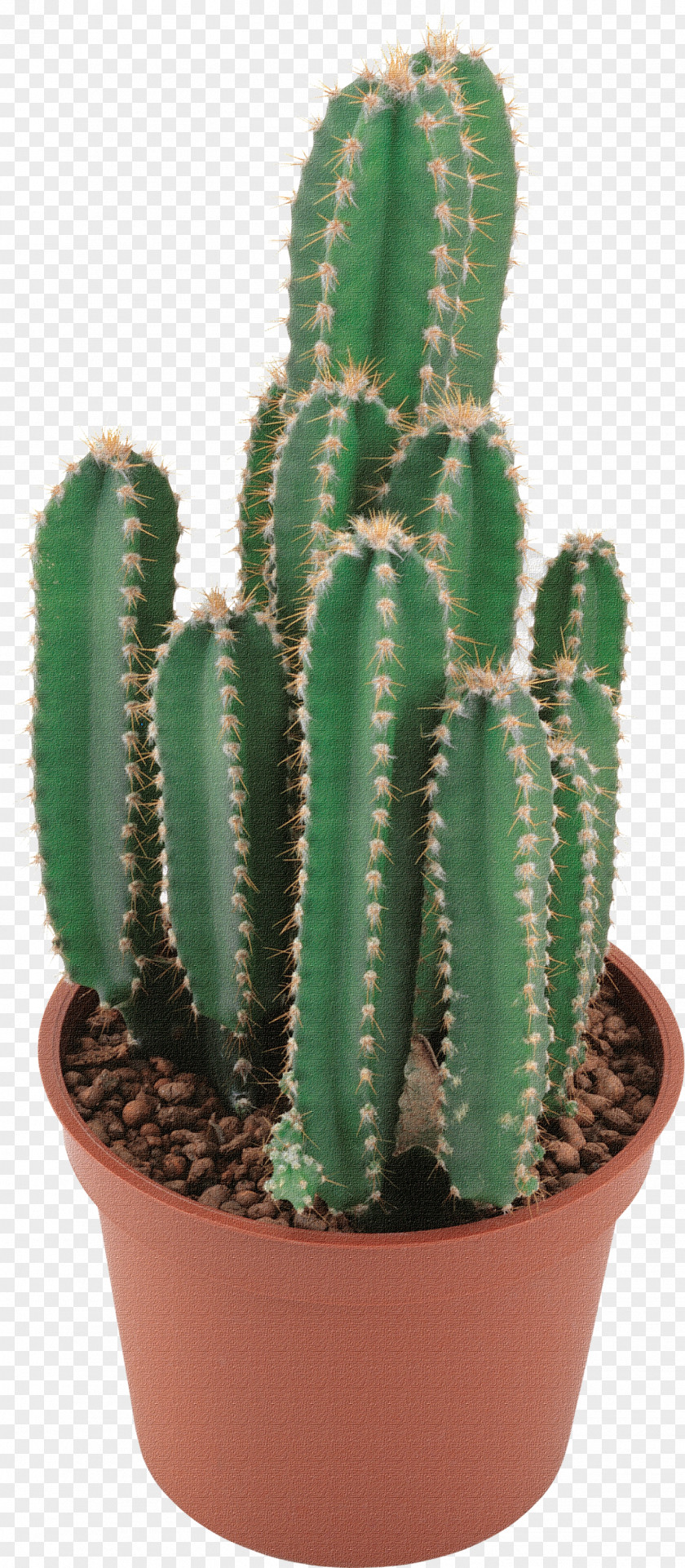 Cactus Golden Barrel Clip Art Succulent Plant PNG