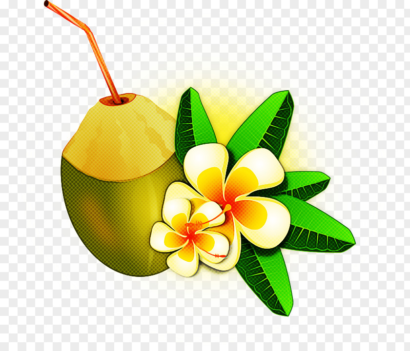 Coconut PNG