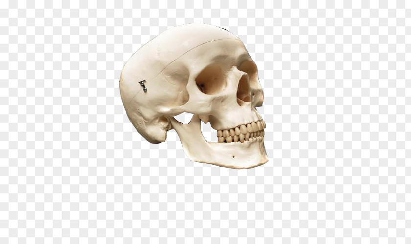 Decorative Antique Skull Pirate Treasure Human Anatomy Skeleton Bone PNG