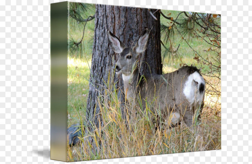 Deer White-tailed Antelope Musk Elk PNG