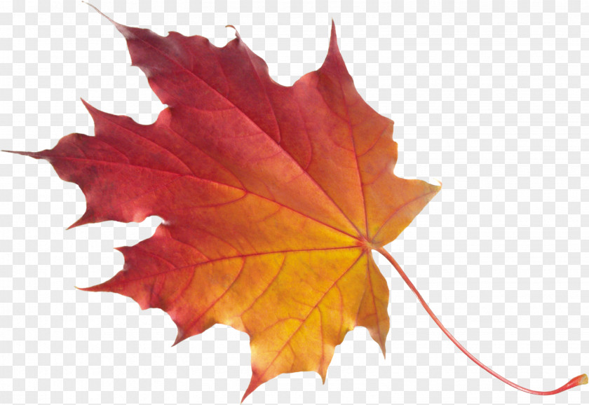 Four Seasons Maple Leaf Tree Norway PNG