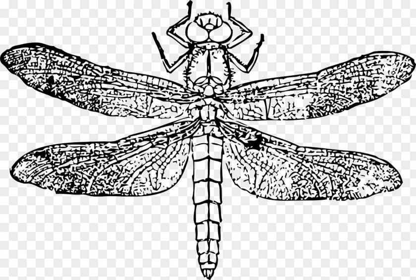 Handpainted Dragonfly Clip Art PNG