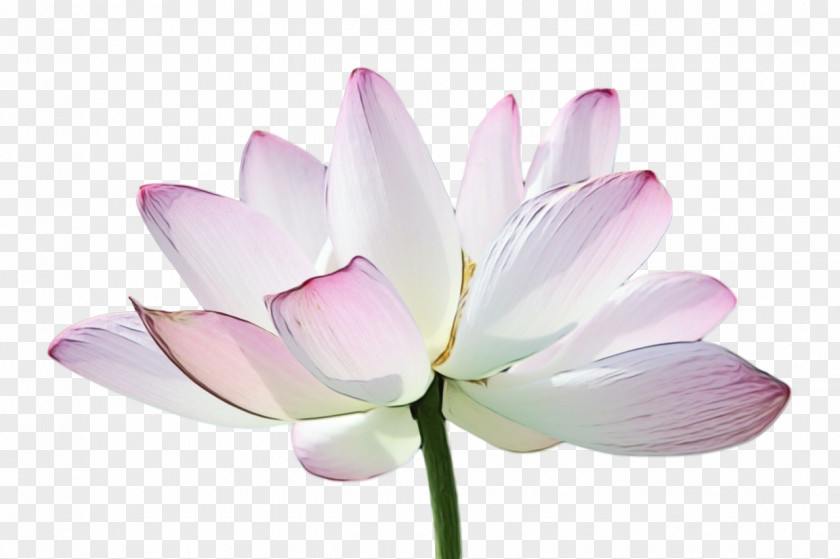 Plant Stem Sacred Lotus Nelumbonaceae Lilac M Herbaceous PNG