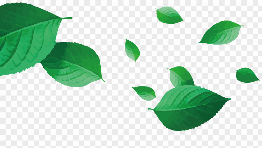 Vector Tea Green Leaf PNG