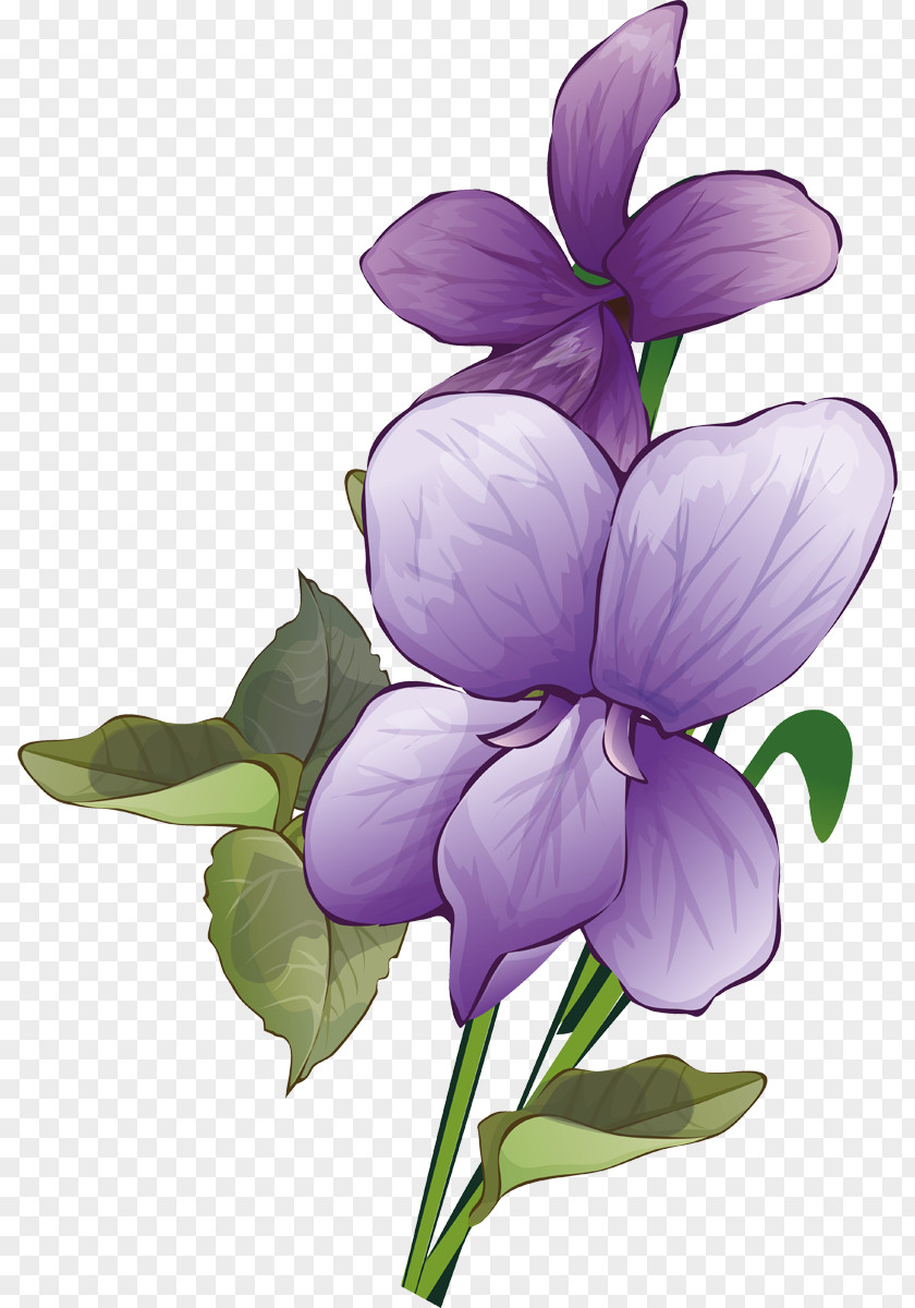 Violets Plant Stem Herbaceous PNG