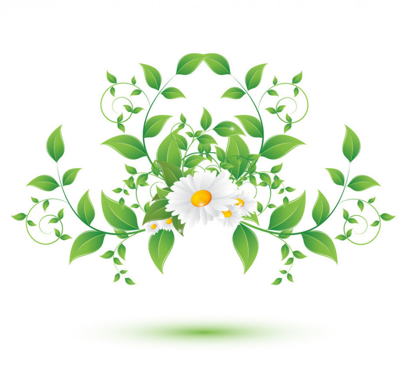 Wildflower Cut Flowers Green Flower Plant Leaf Petal PNG