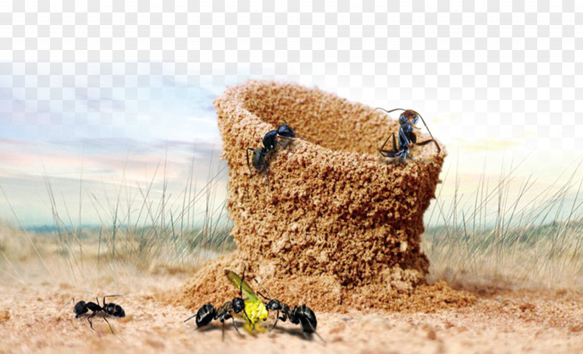 Ants Material Ant Poster PNG
