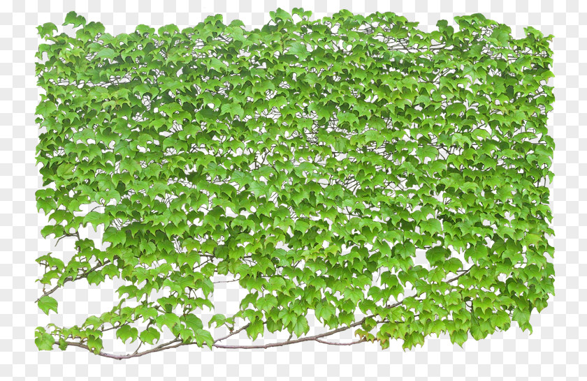 Cq Vine Ivy Plant Shrub PNG