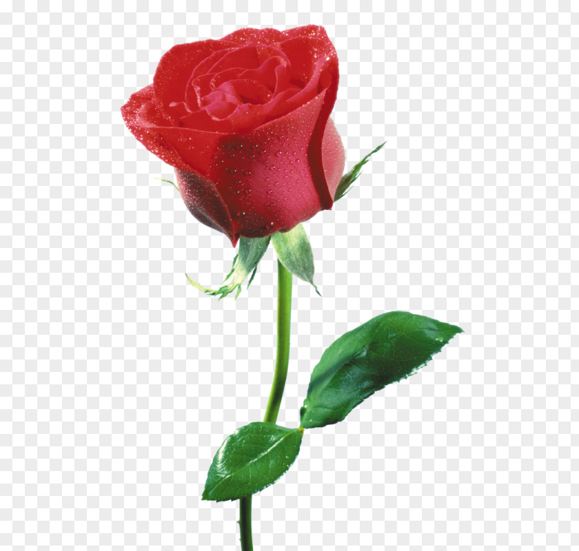 Flower Beach Rose Cut Flowers Red Petal PNG