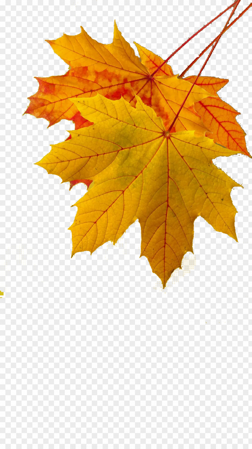 Golden Autumn Leaves Maple Leaf Color Yellow PNG