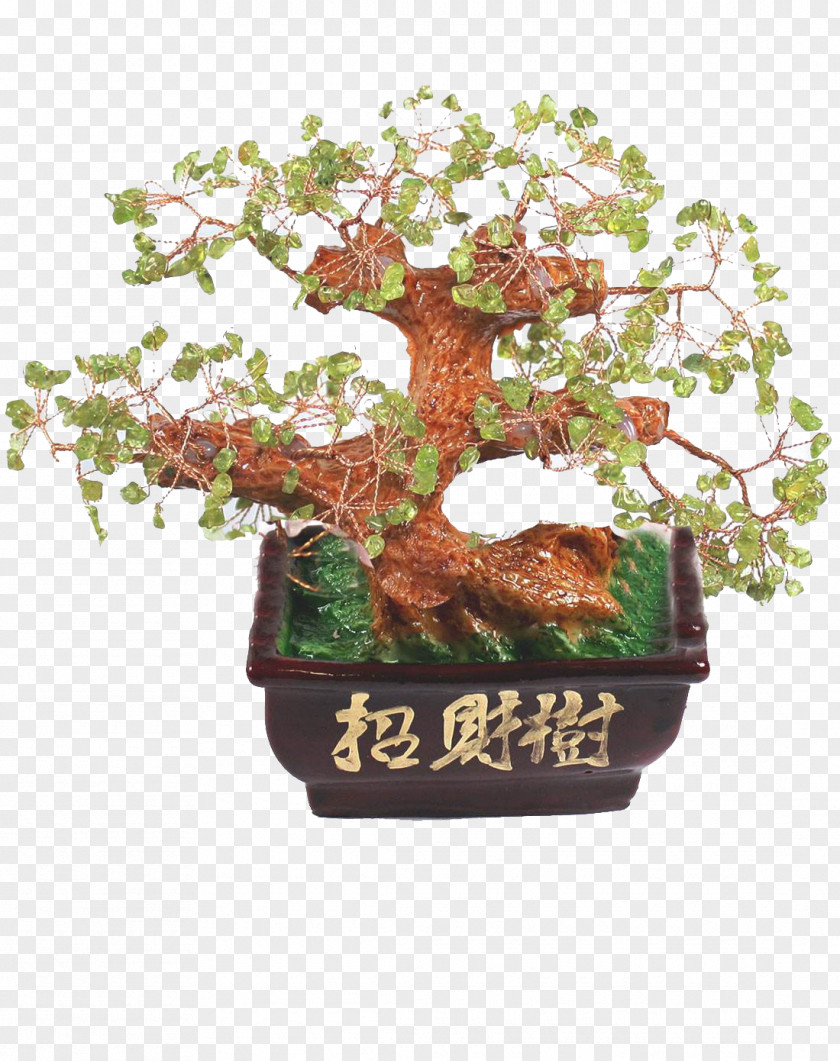 Green Emerald Fortune Tree Bonsai Sageretia Theezans Flowerpot PNG