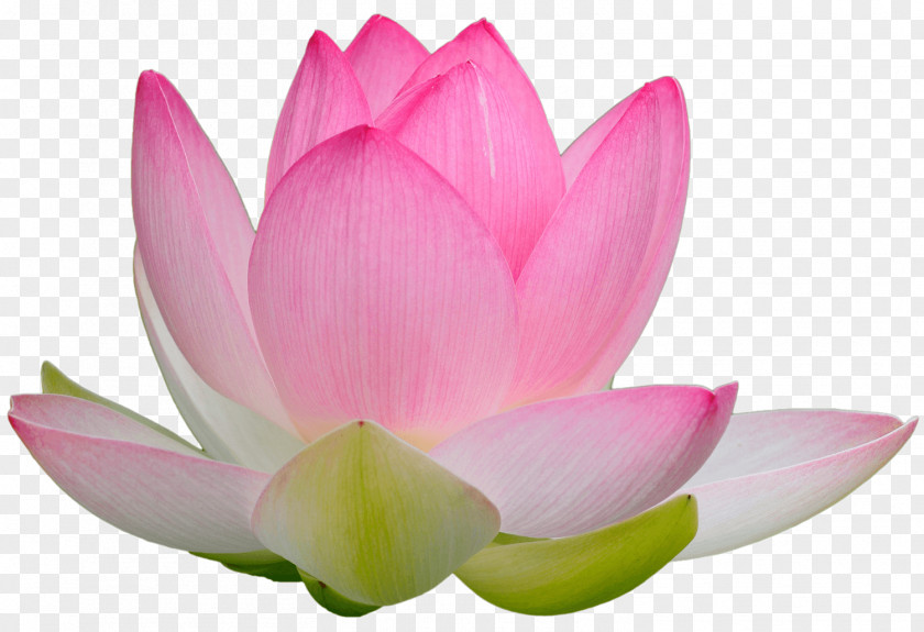 Lotus Falun Gong Nelumbo Nucifera Consciousness Truth Awareness PNG